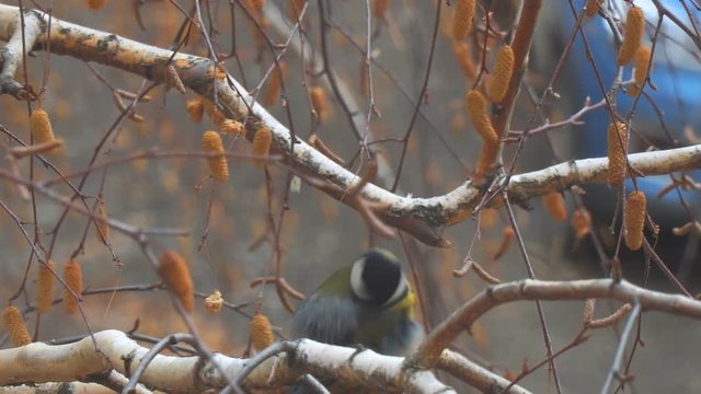 Titmouse sitting on a birch tree preening and cleaning its feathers
