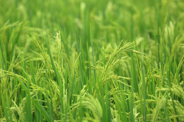 Rice grain in growth at field