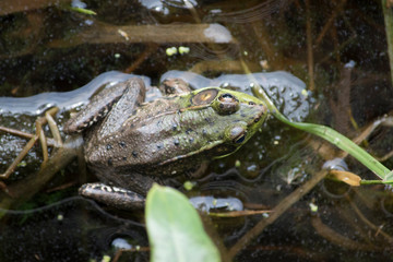 Green Frog