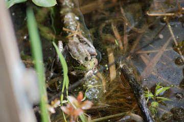 Green Frog