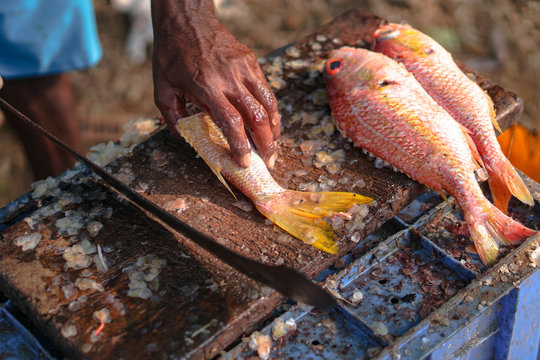 Sliced fish with a knife in the blood. big machete in fisherman's hand. Tuna on the market of Sri Lanka. Stock photos