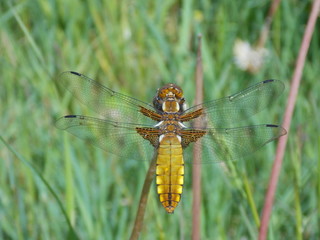 libellula depressa