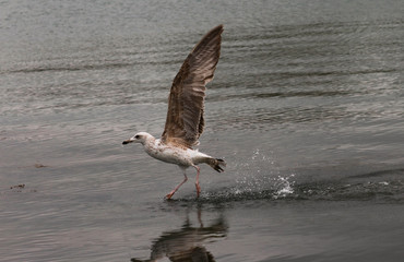 seagull walking on water