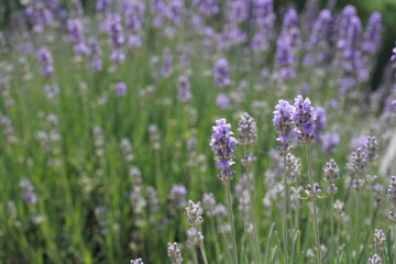 field of purple lavender flowers