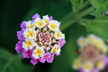 Close up of Lantana flower heads on green background
