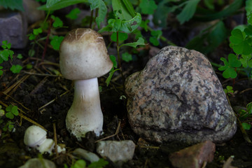 poisonous yellow-white champignon