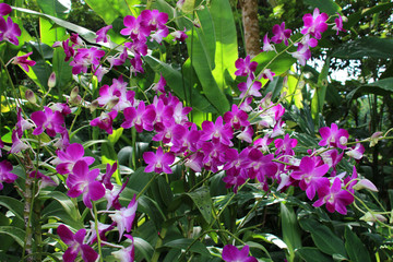 orchids in a garden in singapore