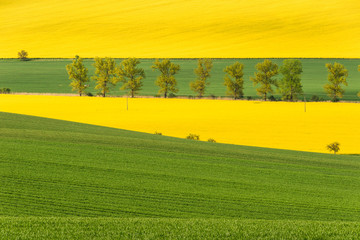 Landscape with  fileds of yellow rapeseed and green grain cultivation.