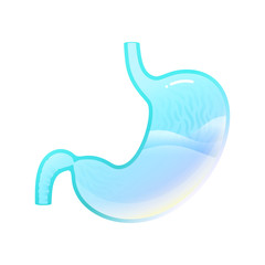 Vector isolated illustration of stomach