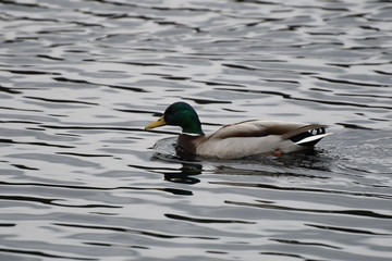 Canard colvert