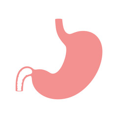 Vector isolated illustration of stomach