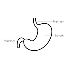 Vector isolated illustration of stomach