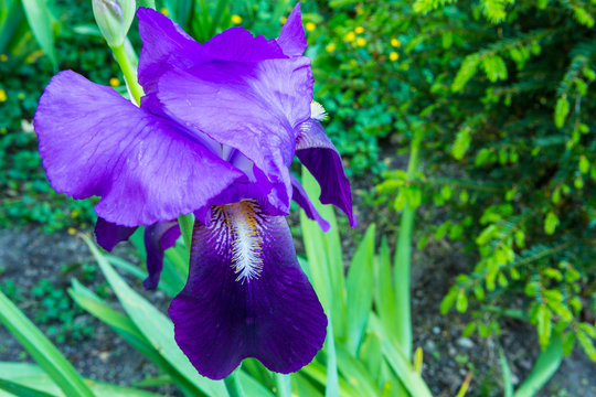 Purple Wild Orquid Flower in the Park
