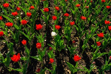 One white tulip in the middle of red ones