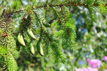 spruce branch with green cones