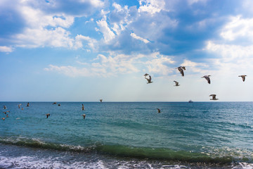 Flying seagulls on the background of calm sea