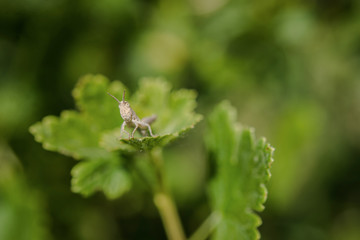 Portrait of a grasshopper on a gooseberry bush