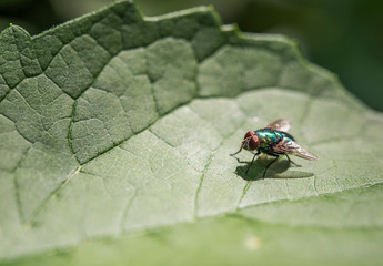 Shiny greenish fly on a leaf