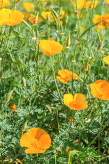 Blooming Californian poppies