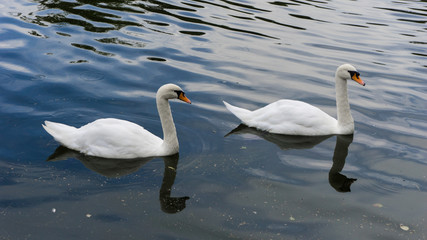 Two swans floating on the blue lake