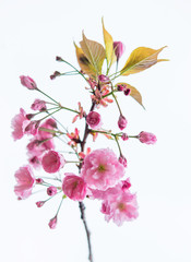 Isolated branch of blooming sakura tree