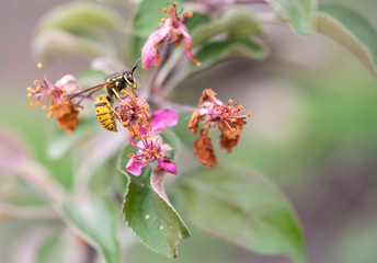 Wasp on a decaying pink flower of an apple tree