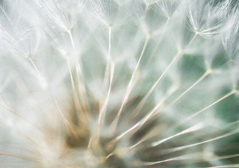 Abstract soft pastel dandelion background
