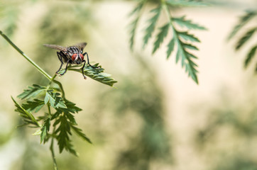 Fly sitting on a green leaf rubbing legs