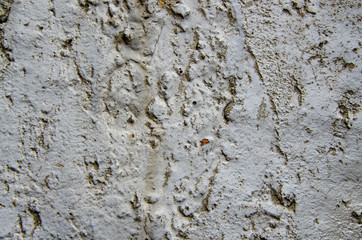 Texture of old concrete wall. Fragment. Macro. Gray.