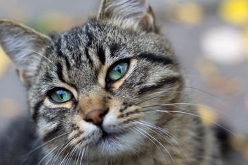 Fototapeta premium portrait of tabby domestic cat with green smart eyes on a white background