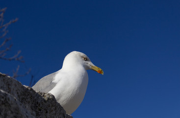 White seagull portrait on rock wildlife nature close up 