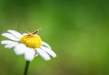 Grasshopper on a chamomile flower