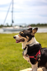 Happy smiling black headed tricolor Welsh Pembroke corgi side profile. Outdoor scene on a beautiful summer day in the park. 