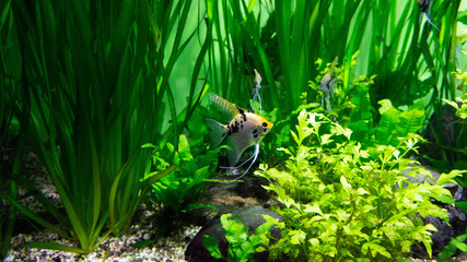 aquarium fish among the greenery