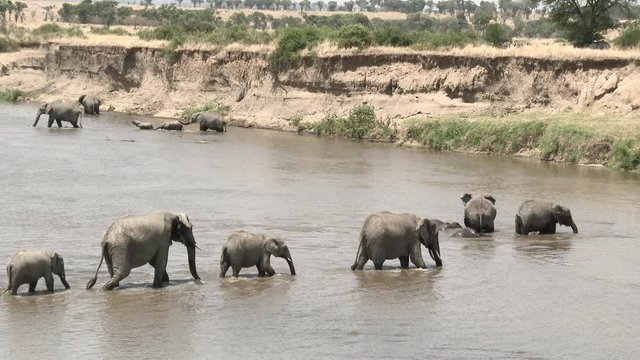 African Elephant (Loxodonta africana) families bathing and walking in the Mara river, Serengeti N.P. Tanzania.