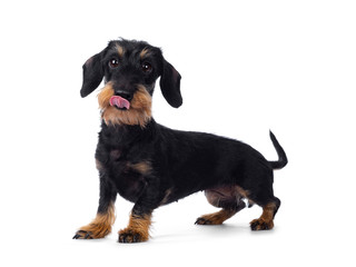 Cute adult black tan wirehaire Dachshund dog, standing side ways. Looking cheeky to the lens with brown eyes. Isolated on white background. Sticking out tongue.