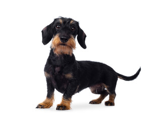 Cute adult black tan wirehaire Dachshund dog, standing side ways. Looking cheeky to the lens with brown eyes. Isolated on white background.