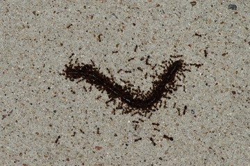 Survival of the fittest in play, as Fire ants swarm onto a hapless worm on the pavement during the night hours in Houston, TX.