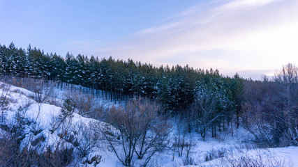 christmas treesin winter forest