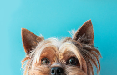 Dog yorkshire terrier on a blue background