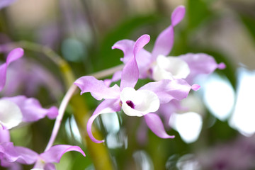 beautiful the Dendrobium farmeri flower. orchid is the queen of flower in the world.