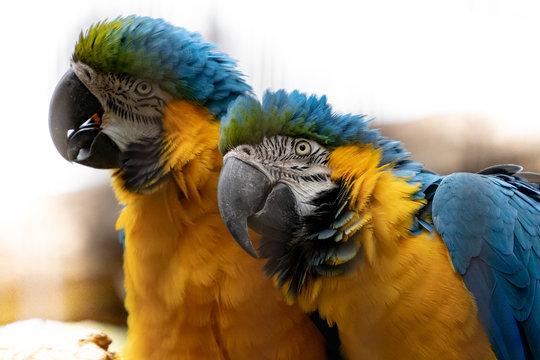 couple de perroquets