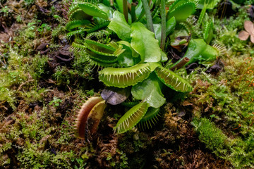 exotic tropical plants and flowers