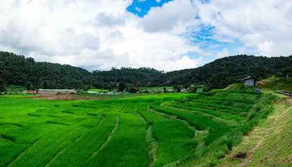 Fototapeta na wymiar landscape with rice field and blue sky