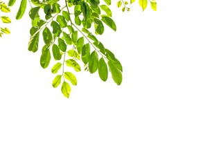 Isolate leaf on the white background. Green leaf for background. Text space.