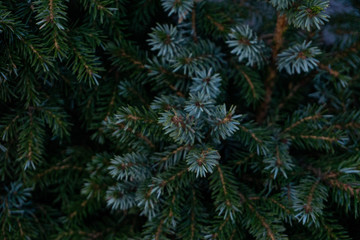Naklejka na ściany i meble wide paws of dark green spruce