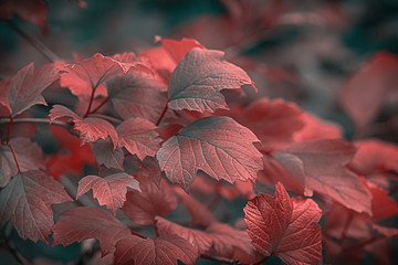 Beautiful autumnal bright guelder rose leaves branch. Shallow depth of field. Low key effect. Vintage dark toned fall Viburnum opulus composition. Copy space. Nature background. Greeting card template