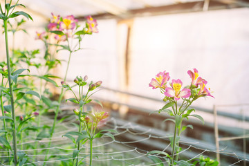 Alstroemeria flowers growing in greenhouse.