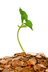 young sprouting plant on a heap of coins