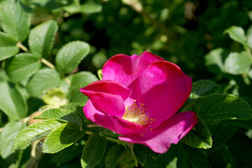 close-up of bright pink flower of a dogrose